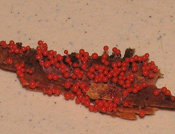 Hemitricia calyculata
