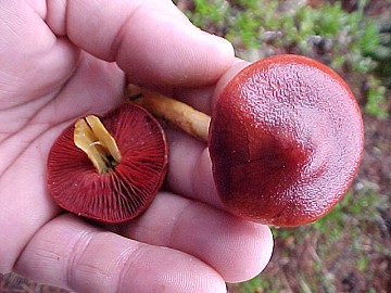 Cortinarius phoenceus var. occidentalis