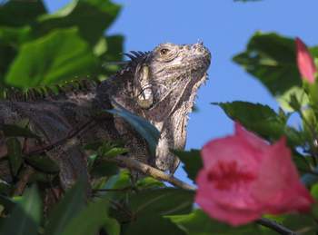 Iguana