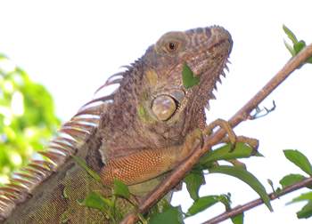 Iguana