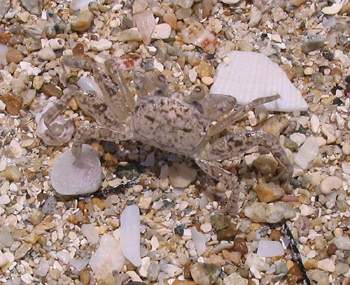Beach Crab