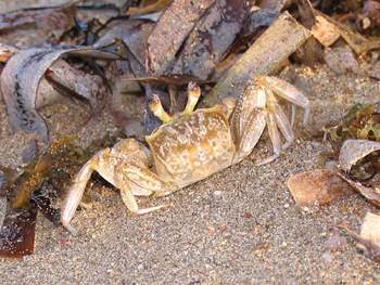 Beach Crab 2