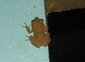 Coqui Frog 5
