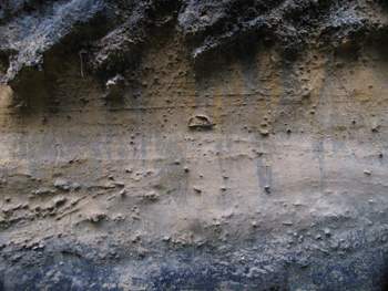 Fossil & Limestone Strata