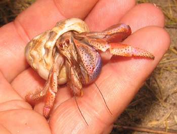 Terrestrial Hermit Crab
