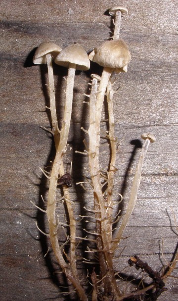 Collybia racemosa