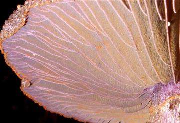 Cortinarius violaceous gills