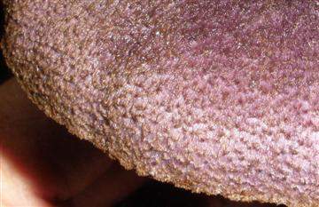Cortinarius violaceous cap