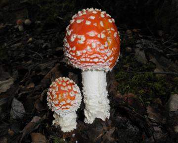 Amanita muscaria