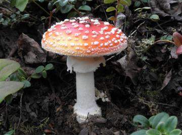 Amanita muscaria