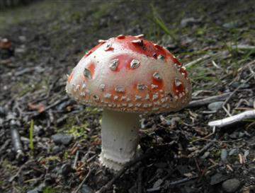 Amanita muscaria