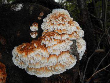 Pycnoporellus alboluteus