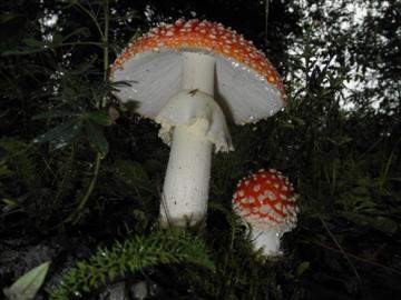 Amanita muscaria