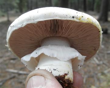 Agaricus albolutescens