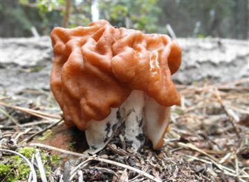 Gyromitra montana