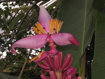 Hornets pollinating bananas